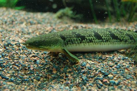 bichir fish|Bichir Care 101: Tank Mates, Diet, Size, Types, Etc..